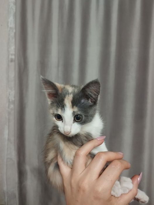 Отдам кошечку в хорошие руки