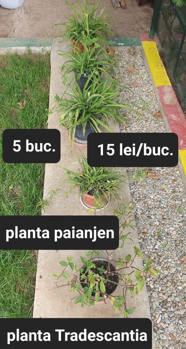 Planta Syngonium si altele