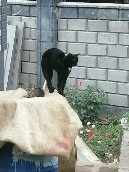Котята, маленькие, родители, на фото!