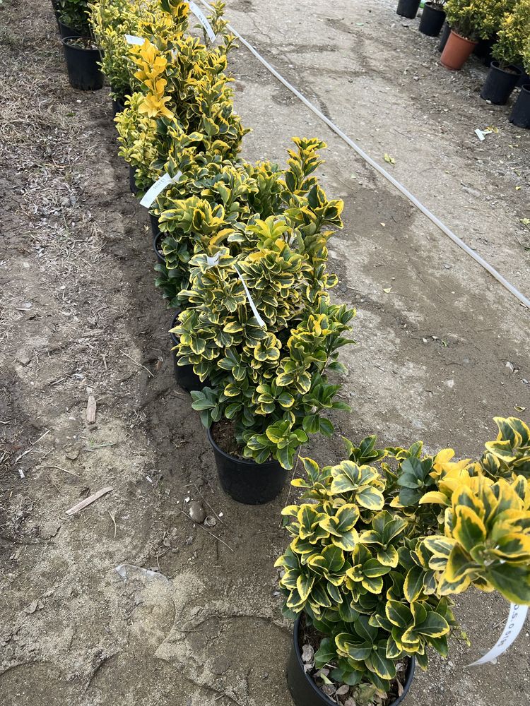 Euonymus tufa super oferta 100 lei