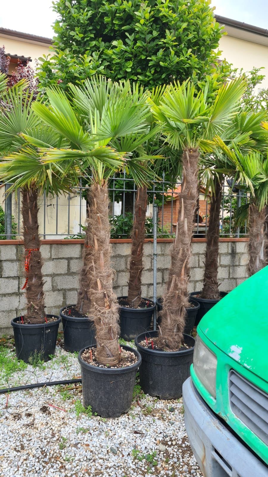 Palmierii rezistenți la îngheț trachicarpus Fortunei