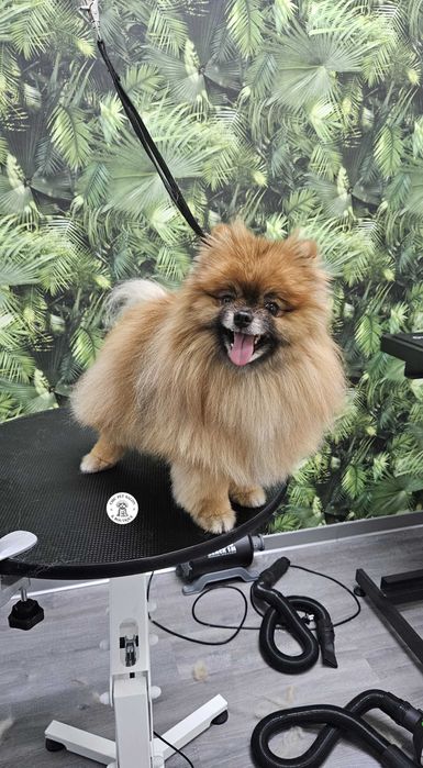 Frizerie canina și petshop