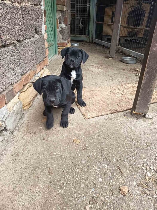 Кане Корсо (женски)