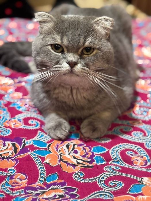 Skottsh Fold ogil bola