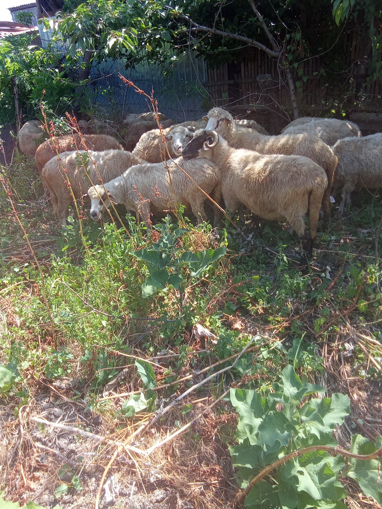 Vând 19 oi de ținut sau de taiat