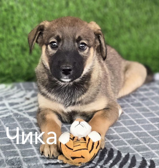 Щенки ищут дом и любящих хозяев