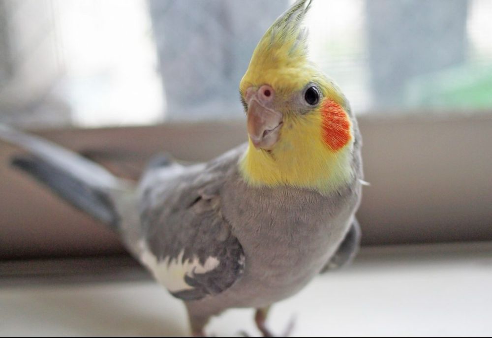 Продавам   корели