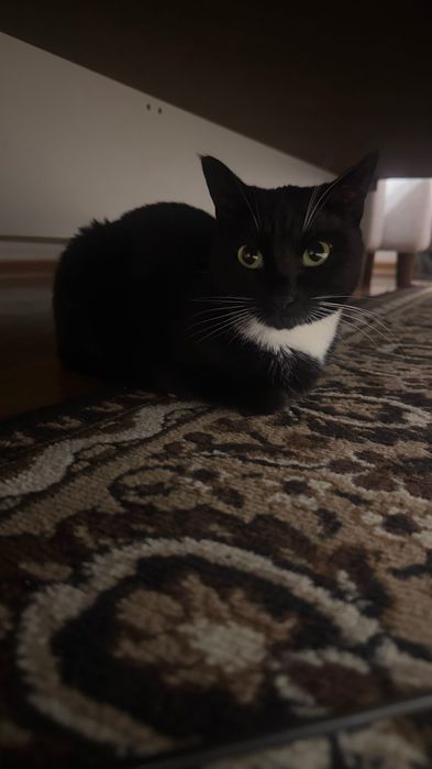 Кошка в добрые руки