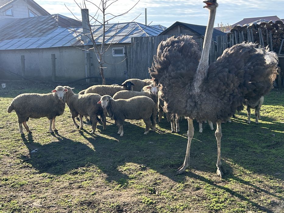 Oi de vanzare  se vinde