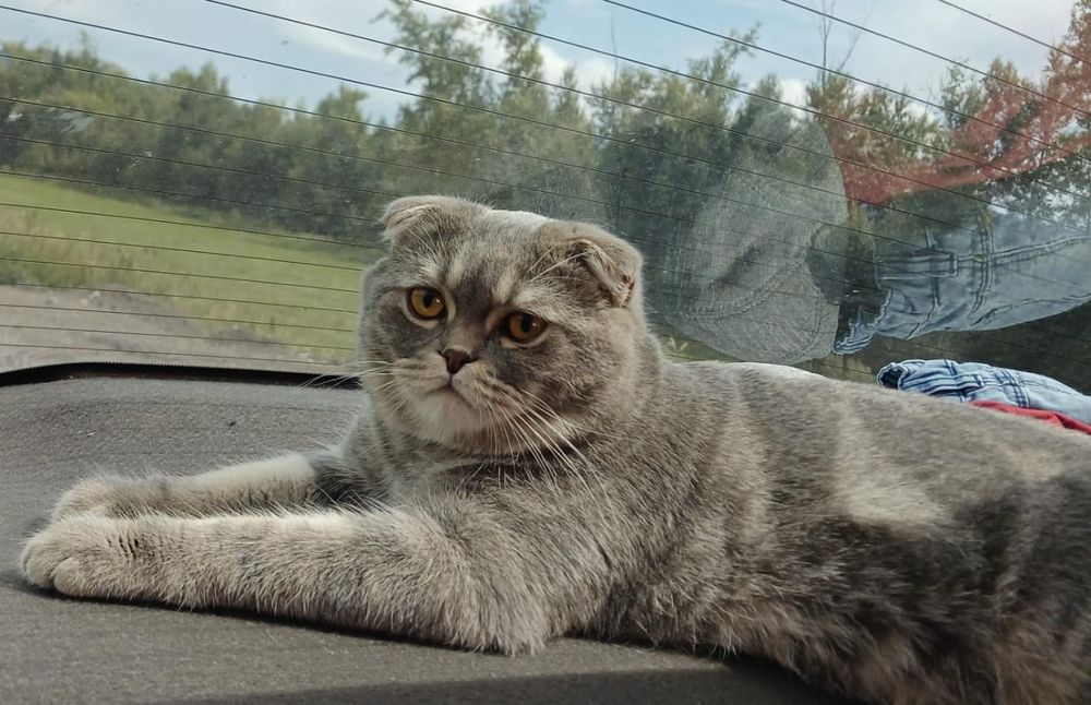 Отдам в хорошие руки.