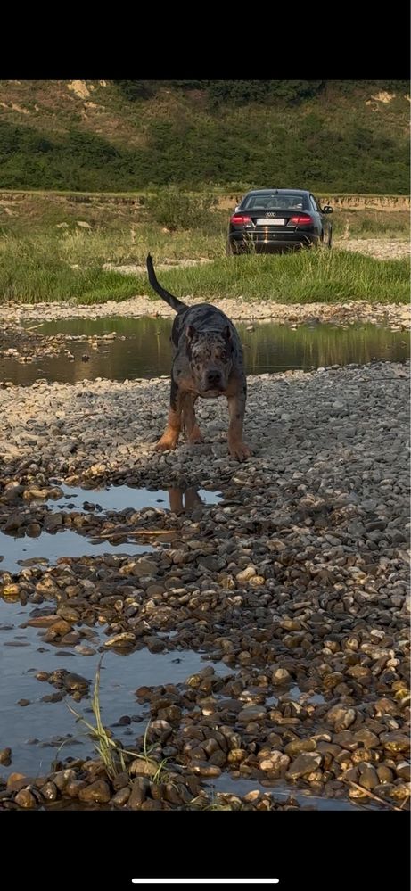 American Bully Blue Merle 7 luni mascul