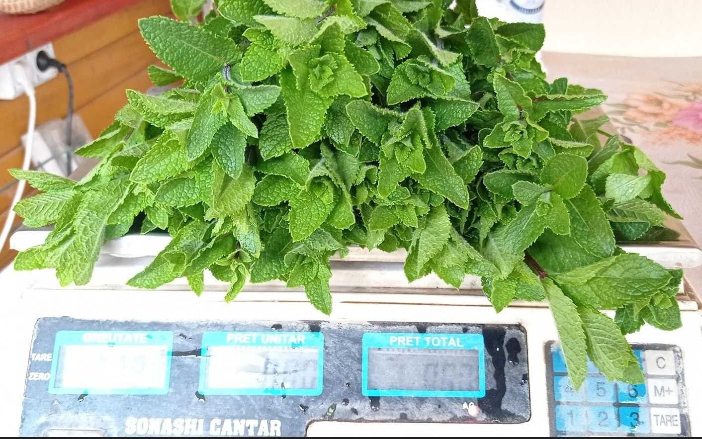 plante aromatice menta rozmarin cimbrisor coriandru oregano