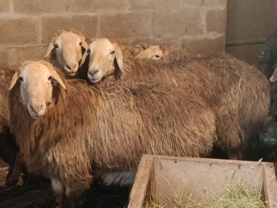 Қой, Марқа, Бараны. Тоқты, Кой, Баран, Қойлар.