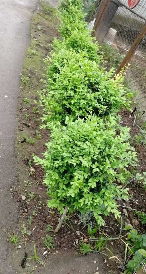 Tuia columnaris Smarald Pon pon spiral Buxus