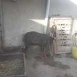 3 yoshar sarka yeb ichishi zur