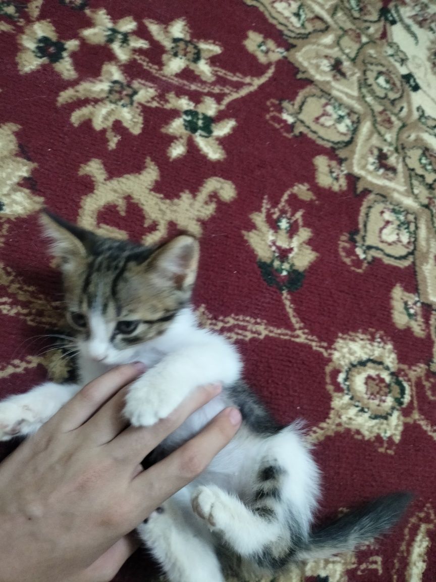 Котёнок 1,5 месяца