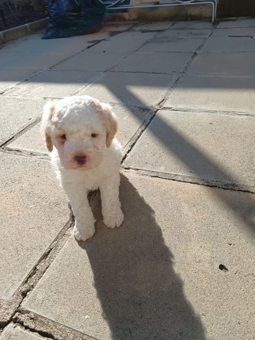 Лагото Романьоло