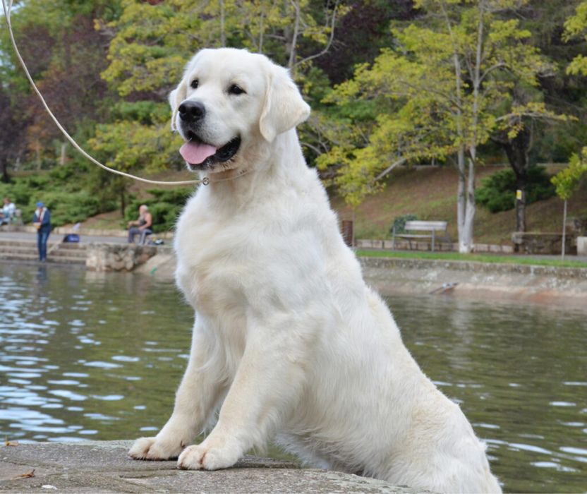 Pui Golden Retriver cu Pedigree