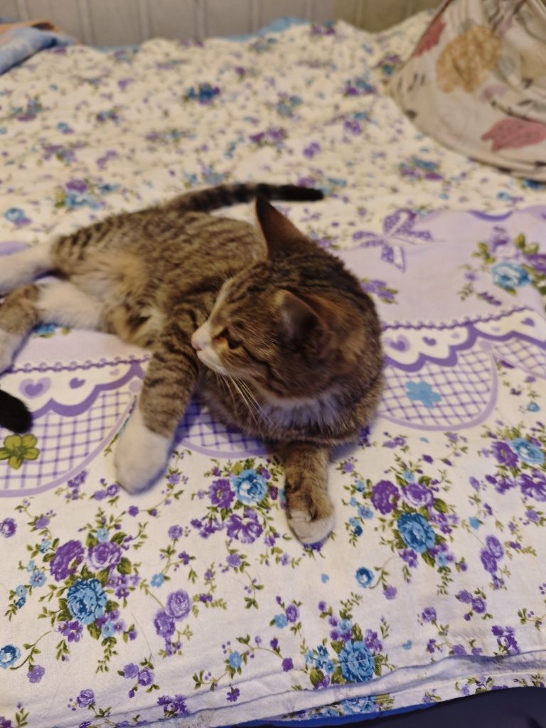 2 Котенка мальчики 4 месяца