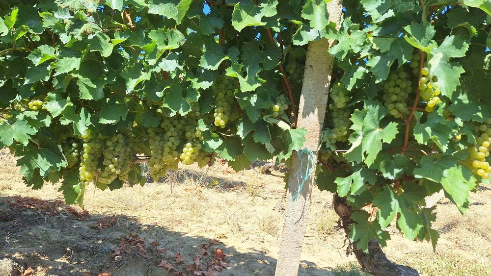 Vanzare struguri de masă/vin