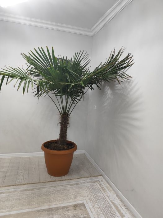 Пальма живой. Уйге