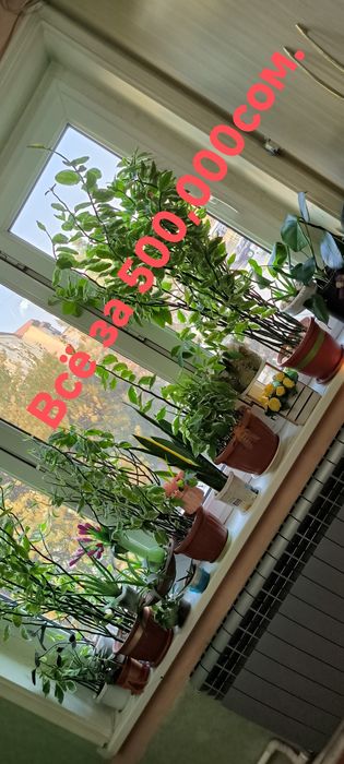 Цветы различные растения