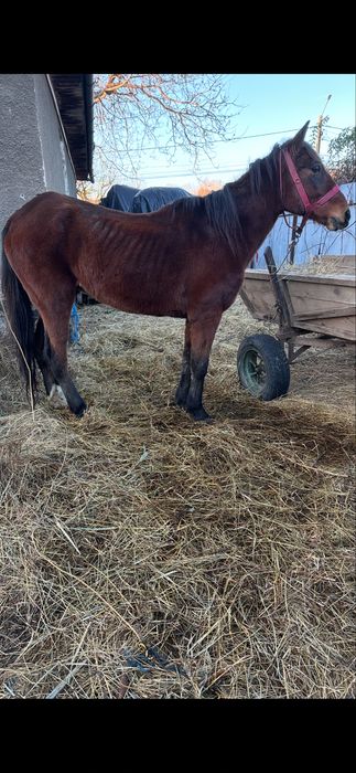 De vanzare 2 cai muncitii la padure un cal castrat si o iapa