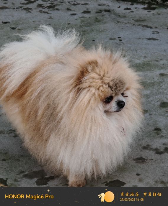 Мъжки    померан