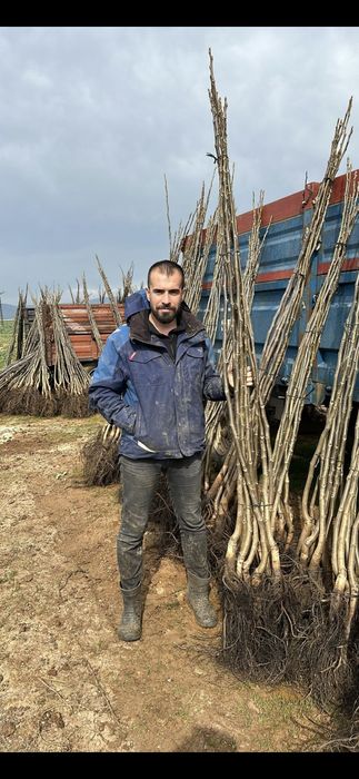 Nuci chandler Aluni Aronia Paulownia Migdal Ciresi Livrare Plantare RO