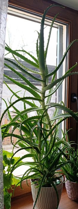 Продам Алоэ возраст более 4 лет