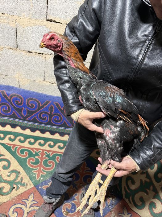 Қытай қораз сатылады