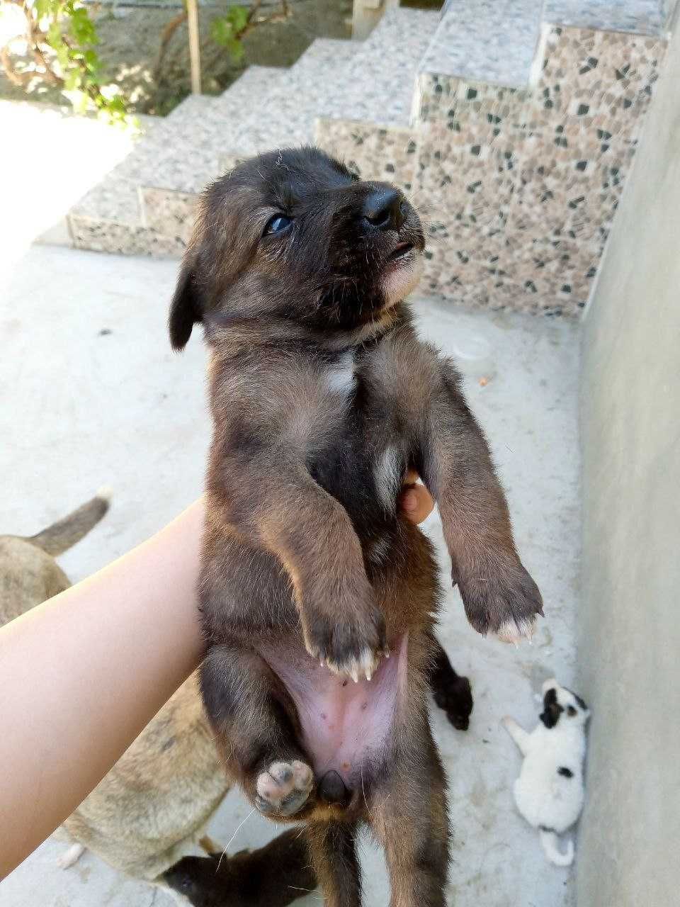 Отдам щенят бесплатно