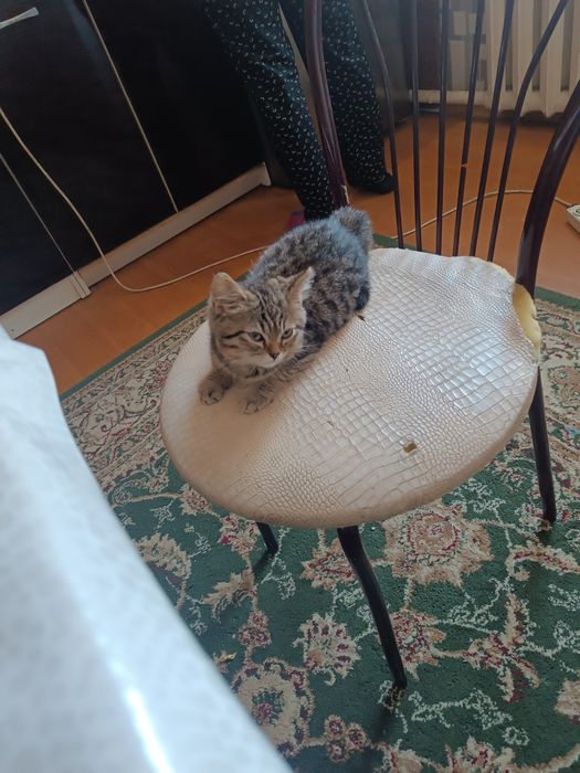 Мысык тегін берем