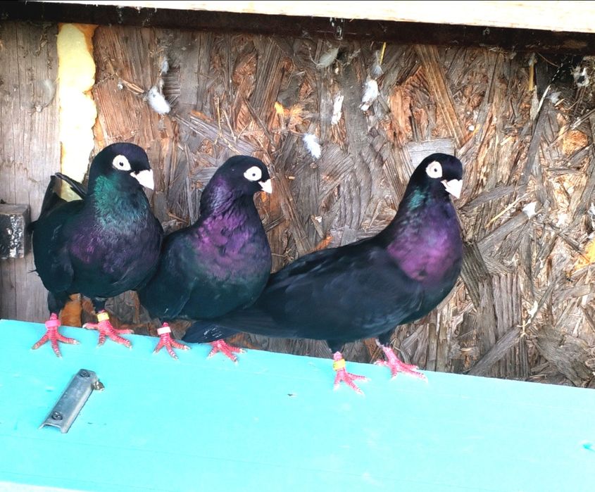 jucatori de galati cu joc și zbor