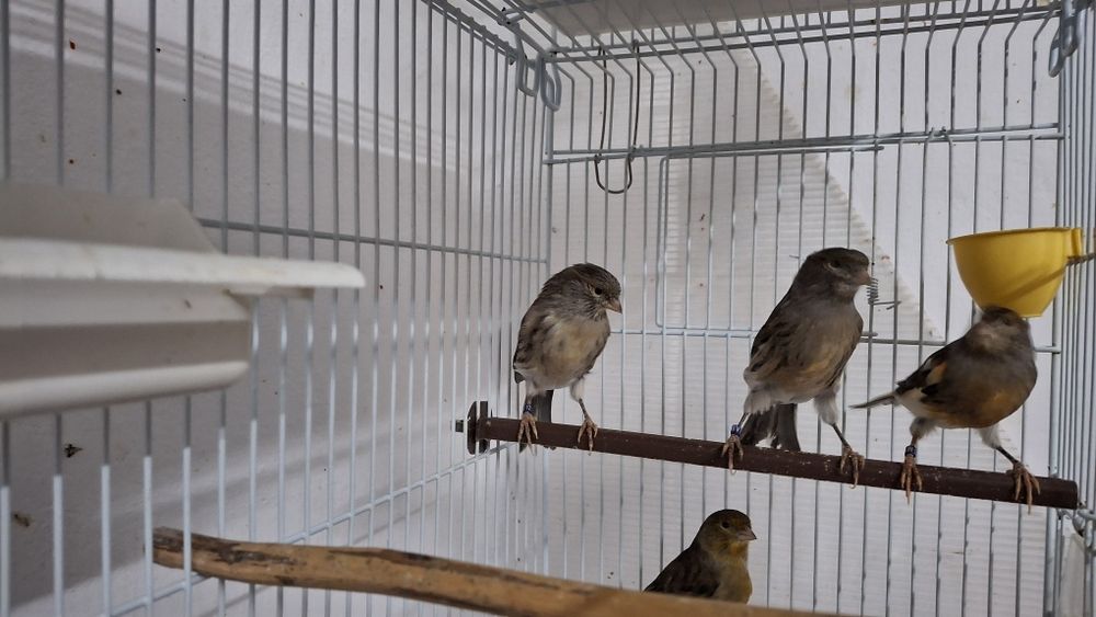 Colivii ,diferite culori