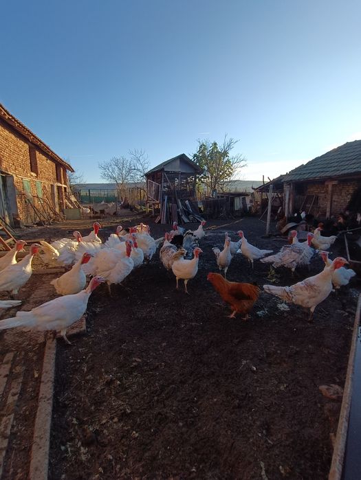 Продавам пуйки в с.Гиген, обл.Плевен.