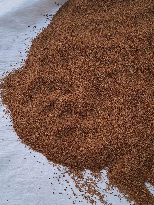 Vând semințe de lucernă