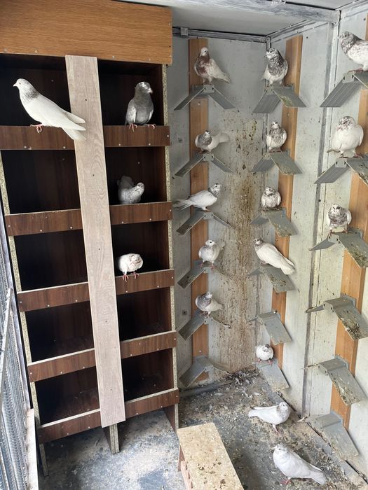 Пазарджишки високолетци