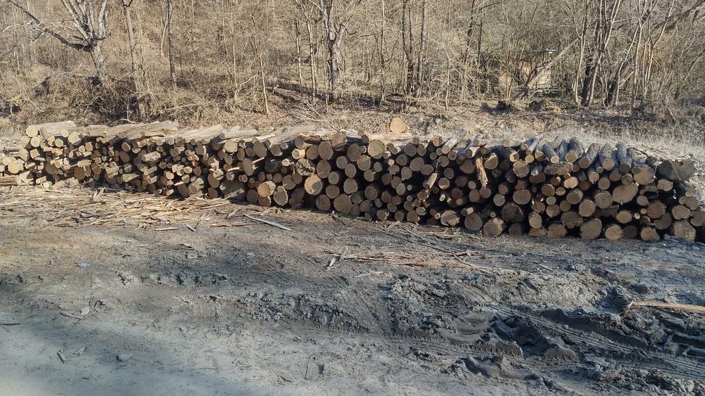 Stalpi din salcam pentru garduri  (araci, bulumaci)