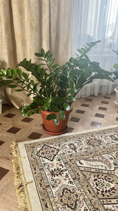 Замиокулькас, долларовое дерево