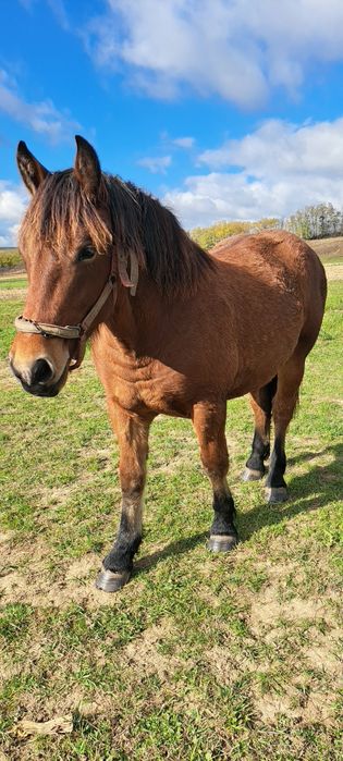 Vând mânză tânără