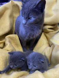 Pisici albastru de rusia