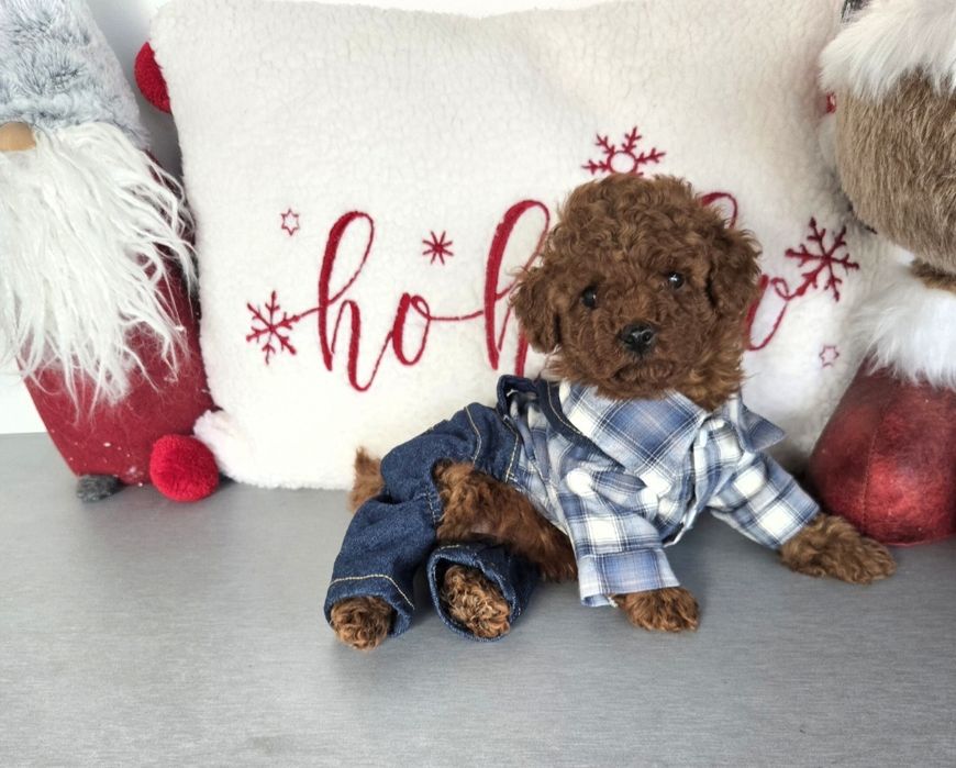 Пудел той Poodle toy / пудел тийкъп с родословие