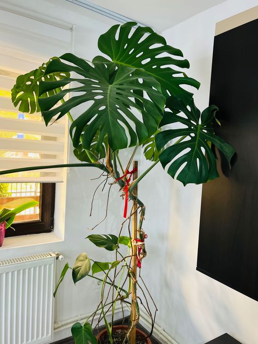 Floare Naturală Philodendron