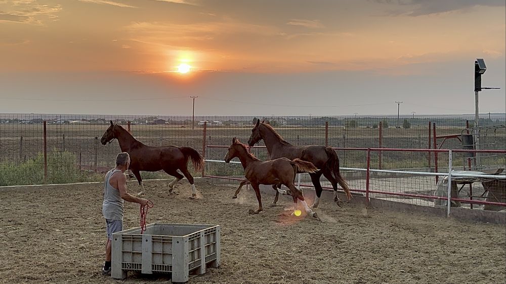 Vand pereche iepe KWPN