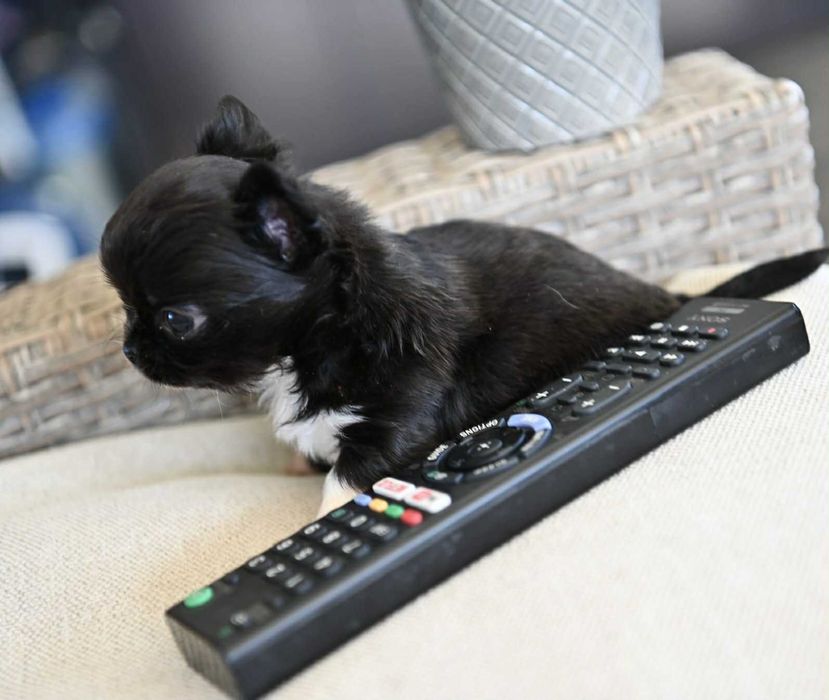 Мъжко дългокосместо мини чихуахуа