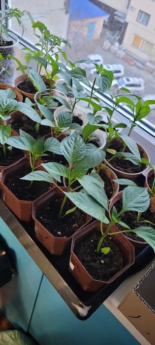 Продам перец сладкий