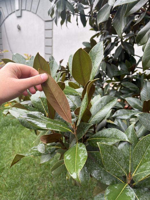 Могнолия для продажи