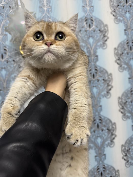 Продается котенок мальчик шиншила золото