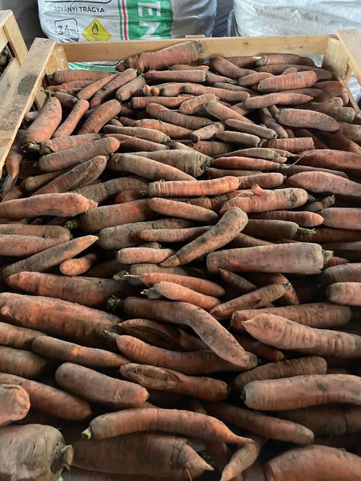 Morcovi pentru animale